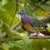 Holub papousci - Treron vernans - Pink-necked Green-Pigeon o8028